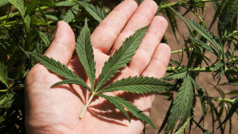 Δημοσιεύθηκε η ΚΥΑ για την καλλιέργεια ιατρικής κάνναβης