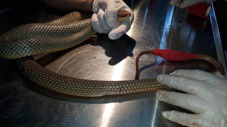 Φίδι δίπλα σε καροτσάκια σε σούπερ μάρκετ