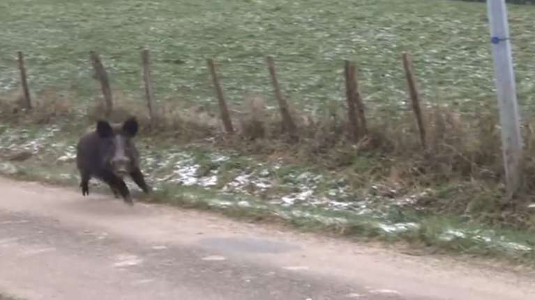 Και όμως: Αγριογούρουνα κόβουν βόλτες στην ...Εκάλη