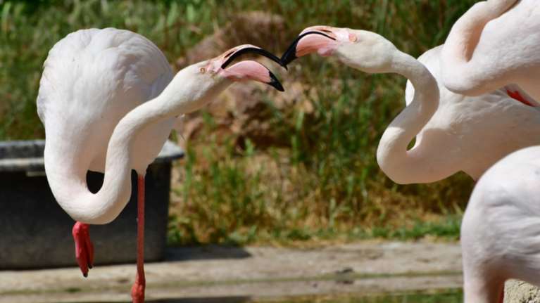 Τα φλαμίνγκο του Αττικού Πάρκου