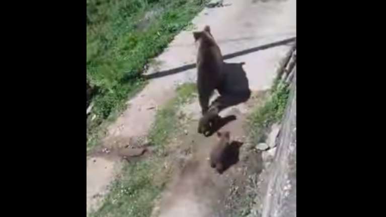 "Κατάληψη" σε ακατοίκητο σπίτι από αρκούδα και δύο αρκουδάκια [βίντεο]