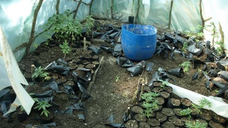 Εντοπίστηκε φυτεία κάνναβης στη Σπάρτη με 300 δενδρύλλια [φωτό]