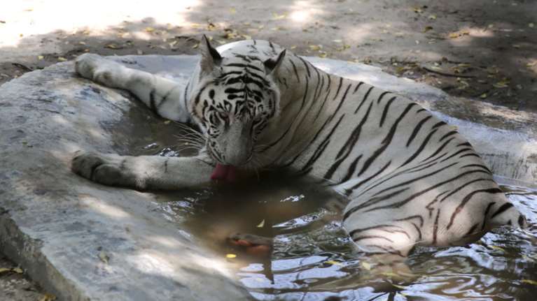 Βρέθηκαν τα πέντε αιλουροειδή που είχαν διαφύγει από ζωολογικό κήπο