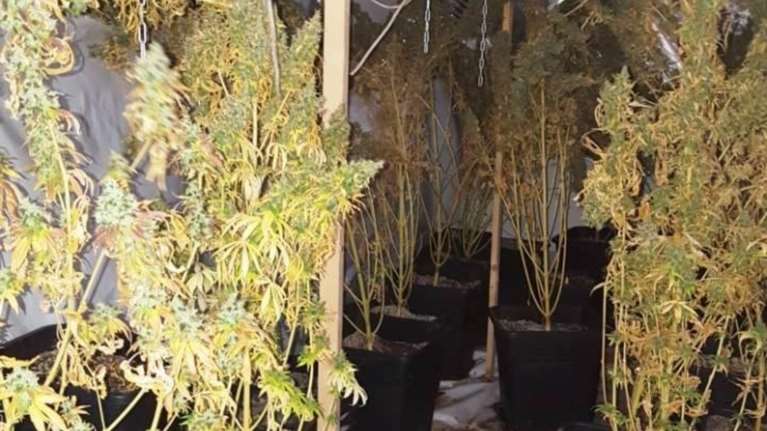 Εργαστήριο υδροπονικής καλλιέργειας κάνναβης σε διαμέρισμα στην Κυψέλη