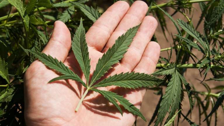 ΕΚΠΝΤ: Στα 17 εκατομμύρια οι χρήστες κάνναβης στην Ευρώπη