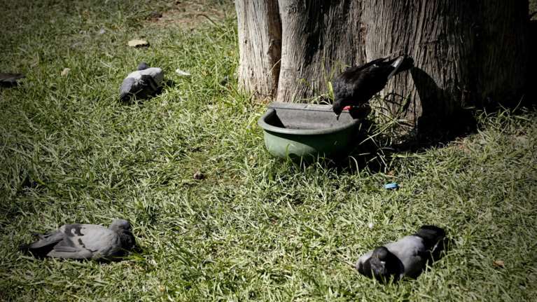 Εκκληση να μην καταστραφούν τα δοχεία δροσιάς για τα αδέσποτα