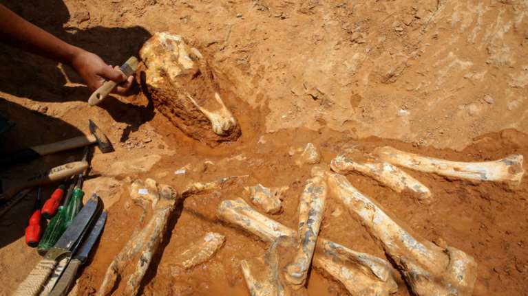 Πίθηκοι, ρινόκεροι, καμηλοπαρδάλεις, ύαινες ζούσαν στο Πικέρμι