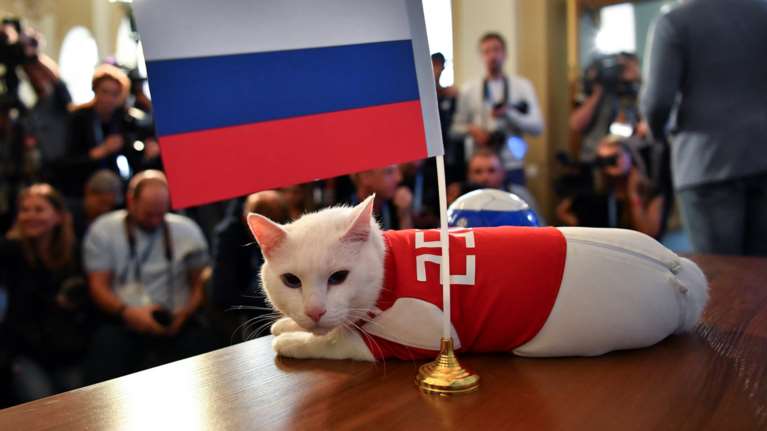 Ο Αχιλλέας, ο γάτος προβλέπει νίκη της Ρωσίας στην πρεμιέρα - ΕΙΚΟΝΕΣ