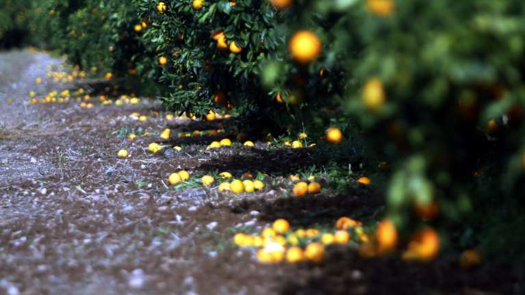 Τρίκαλα: Καταστροφές από το χαλάζι σε χιλιάδες στρέμματα καλλιεργειών