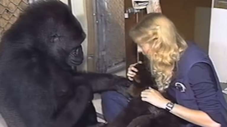 Εκπαιδεύοντας την Κόκο που επικοινωνούσε στη νοηματική (Βίντεο)