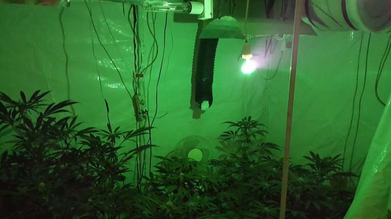 Στα άδυτα ενός εργαστηρίου υδροπονικής κάνναβης [φωτό - βίντεο]