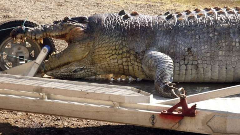 Μετά από 8 χρόνια έπιασαν κροκόδειλο 600 κιλών στην Αυστραλία!