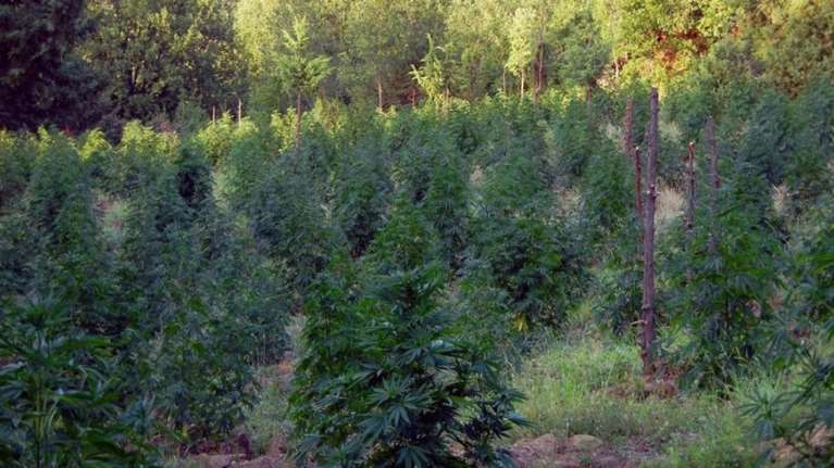 Μεγάλη φυτεία με δενδρύλλια κάνναβης εντοπίστηκε στη Βοιωτία