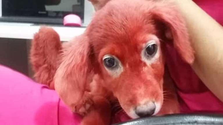 Εικόνες ντροπής: Βρέθηκε κουτάβι βαμμένο με κόκκινη μπογιά