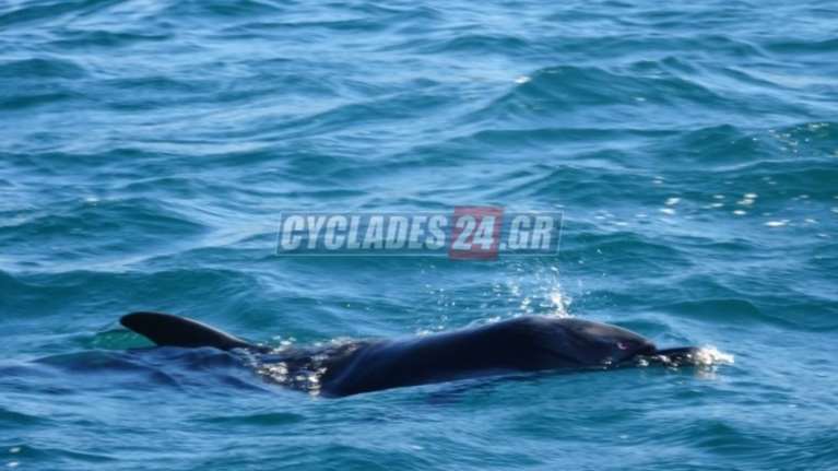 Σύρος: Νεκρό το δελφίνι, παρά τις προσπάθειες διασωστών (φωτο+vid)