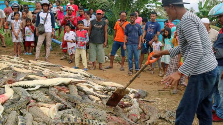 Πλήθος σκότωσε 300 κροκόδειλους για να εκδικηθεί τον θάνατο συγχωριανού του