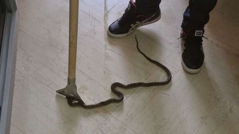 Αγωνία για 22χρονο που τον δάγκωσε οχιά, αλλά δεν υπήρχε αντίδοτο