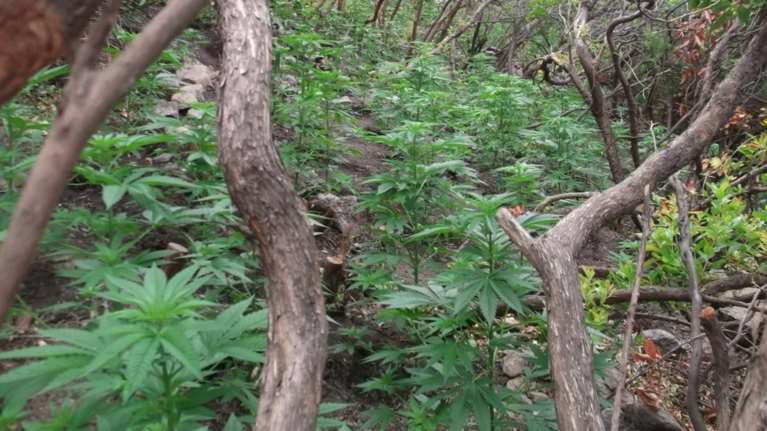 Τέσσερις φυτείες κάνναβης στον Μυλοπόταμο Ρεθύμνου