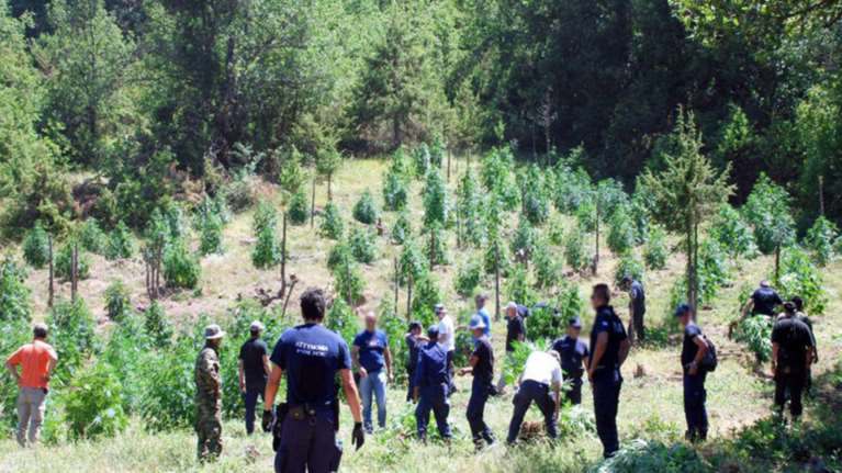 Πάτρα: Εντοπίστηκε μεγάλη φυτεία με 1800 δενδρύλλια χασίς