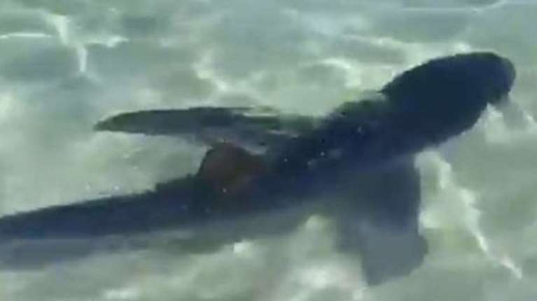 Μαγιόρκα: Καρχαρίας βγήκε στα ρηχά για... περιπολία [βίντεο &amp; φωτό]