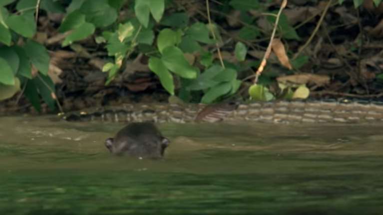 Βίδρες εναντίον κροκόδειλου: Δεν νικά πάντα ο ισχυρός