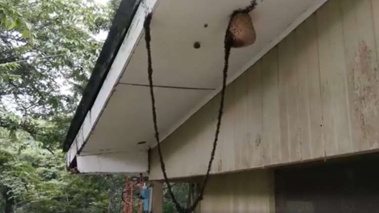 Viral: Γέφυρα από χιλιάδες μυρμήγκια προς σφηκοφωλιά για να τη κατακτήσουν