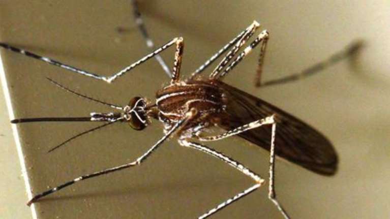 ΚΕΕΛΠΝΟ: Και τρίτος θάνατος από τον ιό του Δυτικού Νείλου