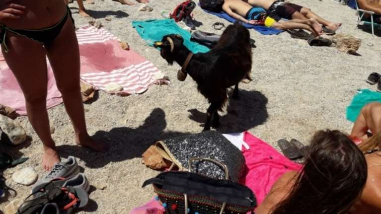 Η επίσκεψη της πεινασμένης κατσίκας σε παραλία στην Κρήτη