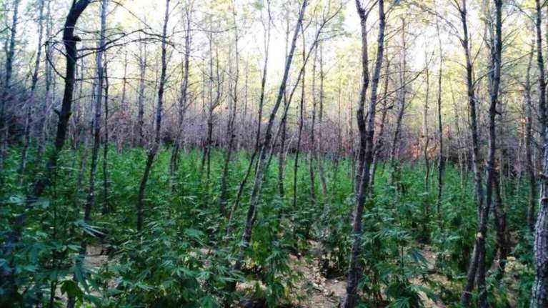 Εντόπισαν φυτεία με 765 δενδρύλλια κάνναβης στη Μαλακάσα (φωτό)