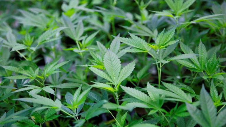 Χιλιάδες παιδιά σκλάβοι δουλεύουν σε παράνομες φυτείες κάνναβης στο Λονδίνο