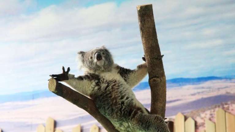 Μωρό κοάλα κάνει την πρώτη του δημόσια εμφάνιση