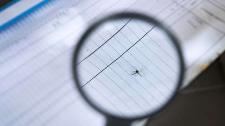 Σε συναγερμό για τον ιό του Δυτικού Νείλου - τι λέει το υπουργείο