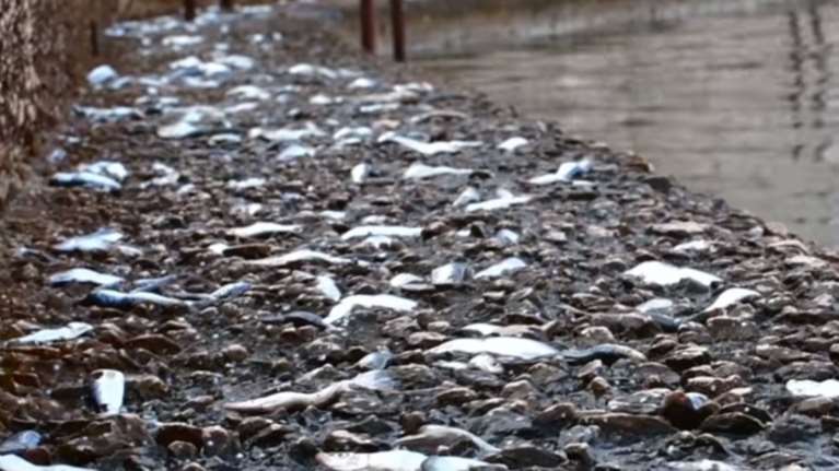 Χιλιάδες σαρδέλες βγήκαν στη στεριά για να ξεφύγουν από ψάρια [ΒΙΝΤΕΟ]