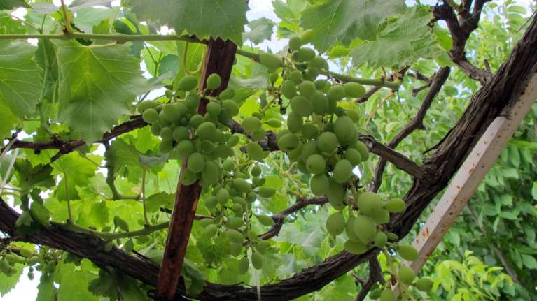 Μπήκαν σε κτήμα, άρπαξαν τα σταφύλια και έδειραν τον ιδιοκτήτη