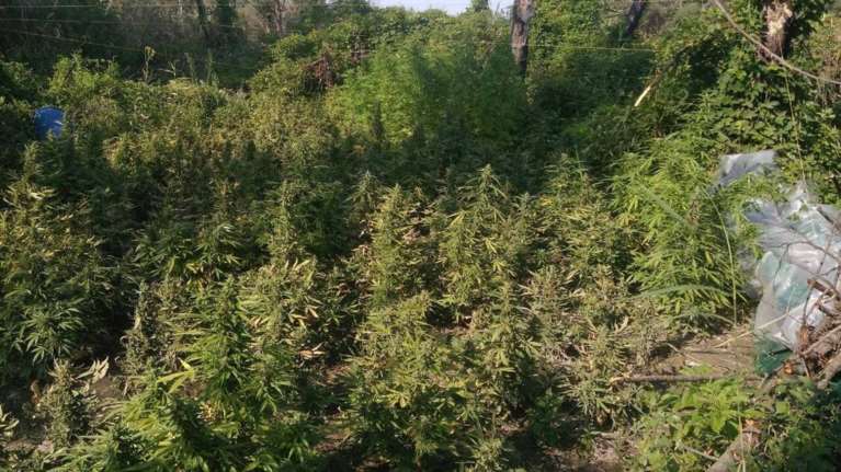 1.100 δενδρύλλια κάνναβης σε αγροτική περιοχή στη Θεσσαλονίκη