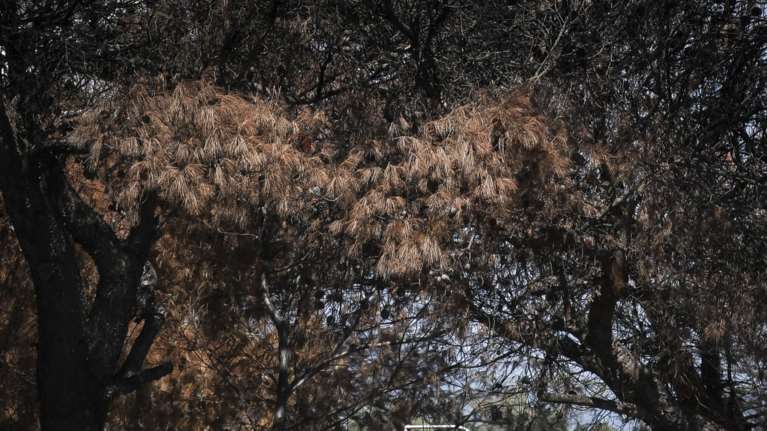 Τριάντα συλλήψεις τον Αύγουστο για εμπρησμούς σε όλη την Ελλάδα