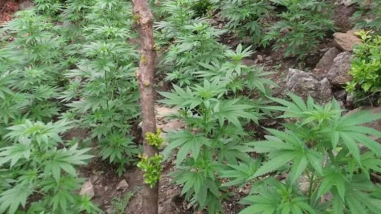 Βρέθηκαν όπλα και δενδρύλια κάνναβης σε χωριό του Σουλίου