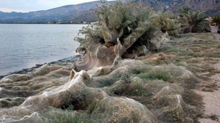 Απίστευτες εικόνες με ιστούς αράχνης σε παραλία του Αιτωλικού