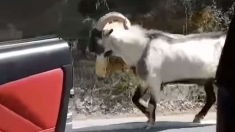 Το κρητικό Kiki challenge είναι με.. τράγο!