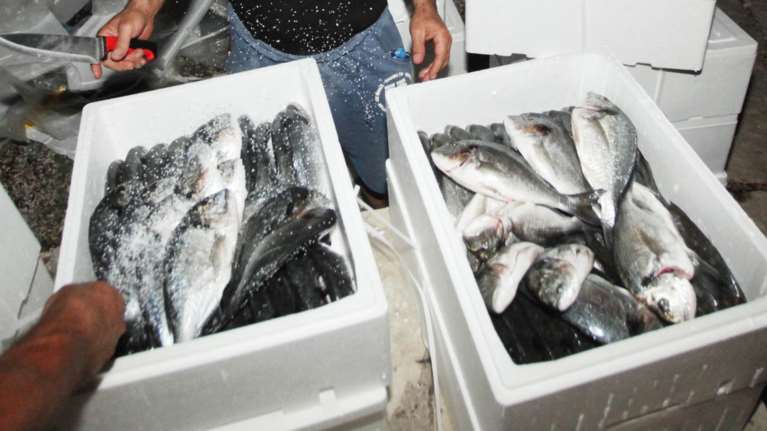 Ελληνικά λαβράκια και τσιπούρες τρώει η Γαλλία