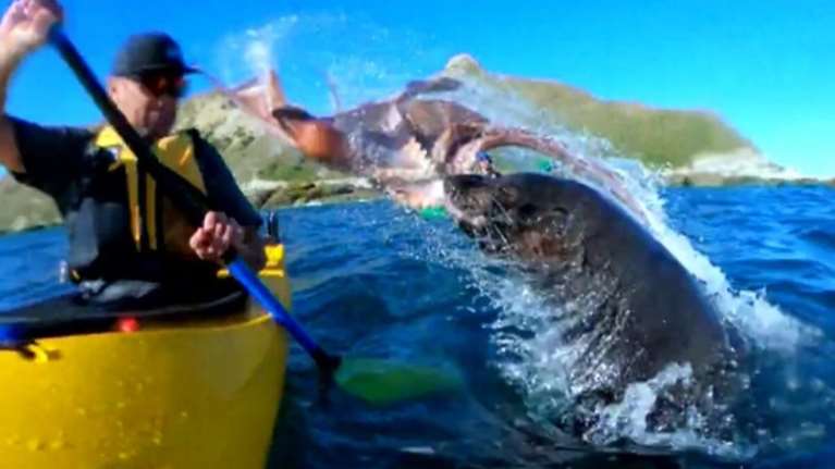 Φώκια χαστούκισε με... χταπόδι έναν κωπηλάτη που έκανε καγιάκ!