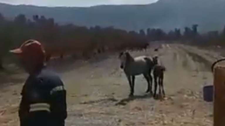 Καρέ - καρέ η διάσωση πουλαριού από πηγάδι (βίντεο)