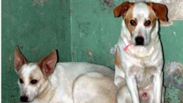 O Δήμος Αθηναίων συστήνει 26 τετράποδους φίλους προς υιοθεσία