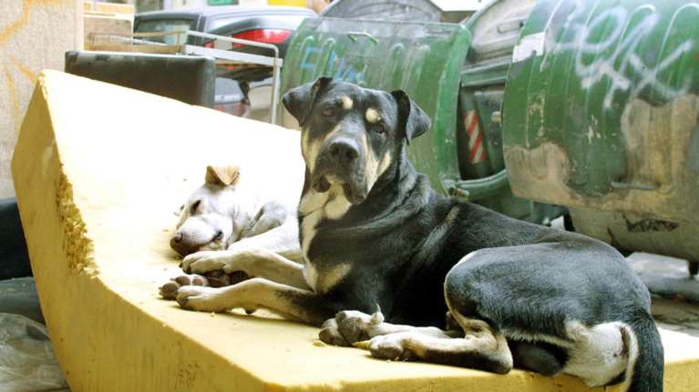 Το προφίλ του κακοποιητή ζώων: Πιστεύουν ότι δεν θα τιμωρηθούν γιατί κανείς δεν ενδιαφέρεται για τα αδέσποτα