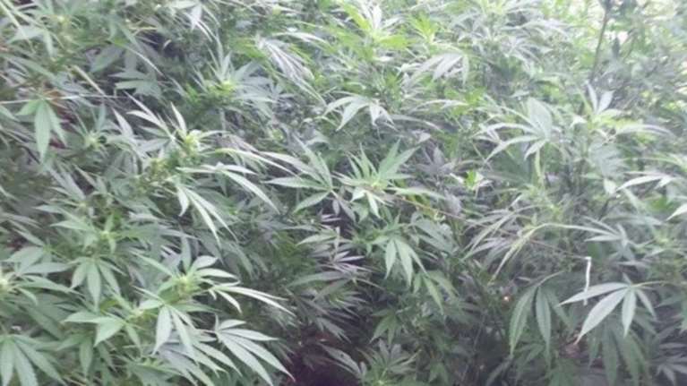 Καλαμάτα: Ψάχνουν τους καλλιεργητές της φυτείας με 236 δενδρύλλια κάνναβης