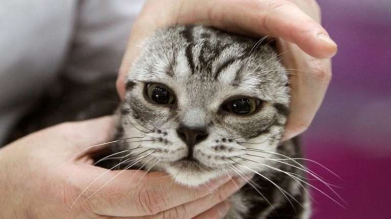 Ρωσική πόλη βρήκε υπεύθυνο φροντίδας για γάτες με αγγελία