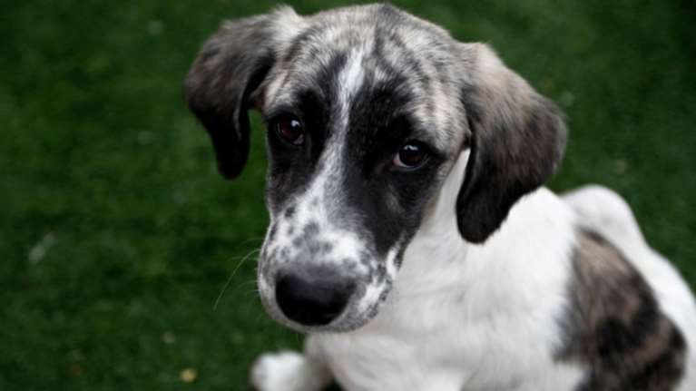 «Βρες με, φωτογράφισέ με, αγάπησέ με»: Πρωτότυπος διαγωνισμός για αδέσποτα