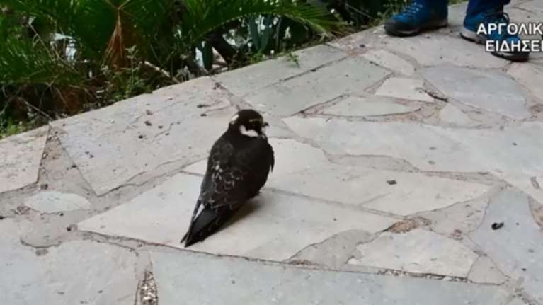 Δανοί τουρίστες στο Ναύπλιο έσωσαν τραυματισμένο γεράκι (βίντεο)