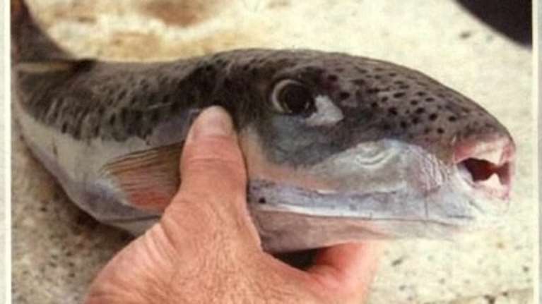 Ανακοίνωση-ενημέρωση για τους Λαγοκέφαλους στο Αιγαίο