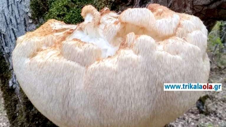 Βρήκαν μανιτάρι γίγας 5,5 κιλών στα Τρίκαλα